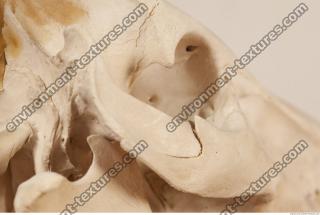 photo reference of skull 0029